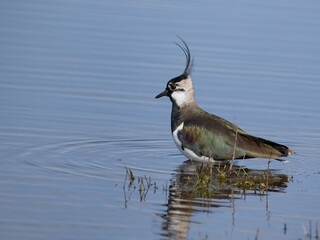 Northern lapwing, Vanellus vanellus