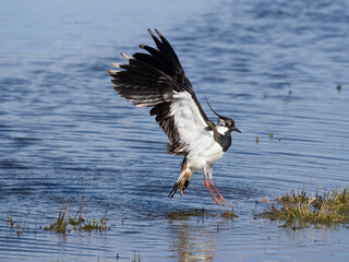 Northern lapwing, Vanellus vanellus