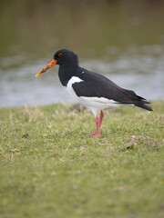 Oystercatcher, Haematopus ostralegus