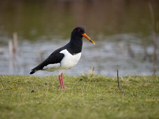Oystercatcher, Haematopus ostralegus