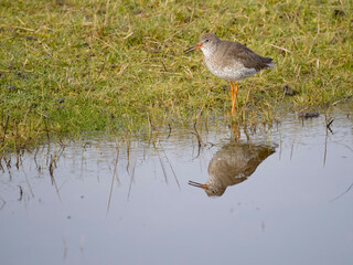 Redshank, Tringa totanus