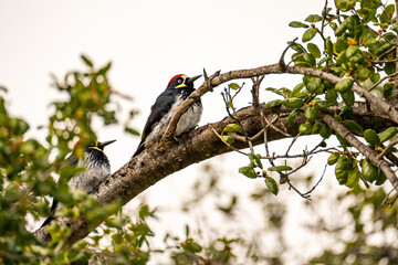Pair of Acorn woodpecker sitting on a tree, California