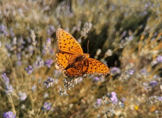 Closeup shot of a silver-washed fritillary (Argynnis paphia) flying above the field