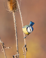 modraszka zwyczajna © Sawomir