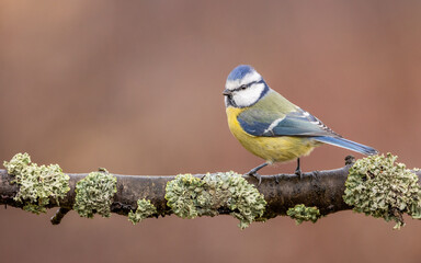 modraszka zwyczajna © Sawomir
