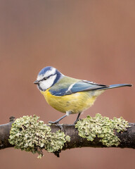 modraszka zwyczajna © Sawomir