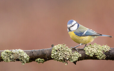modraszka zwyczajna © Sawomir