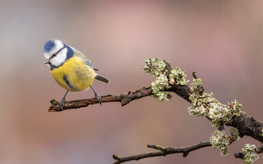 modraszka zwyczajna © Sawomir