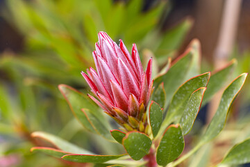 Close-up of Protea cynaroides (King Protea)