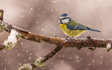 modraszka zwyczajna © Sawomir