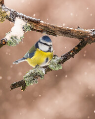 modraszka zwyczajna © Sawomir