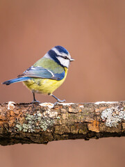 modraszka zwyczajna © Sawomir