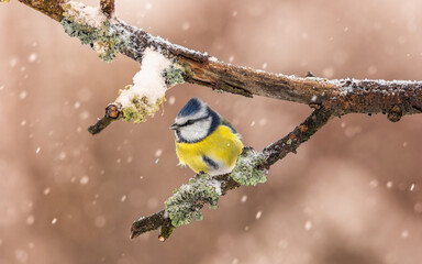 modraszka zwyczajna © Sawomir