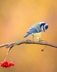 modraszka zwyczajna © Sawomir