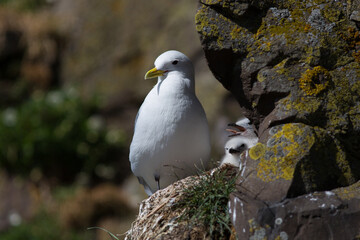 Seagull close up view