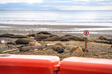 Elephant seals with their newborn babies lie on Drakes Beach behind a fence.