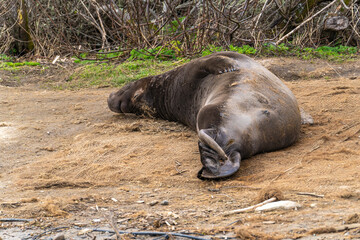 Male Elephant seal at Drakes Beach, California