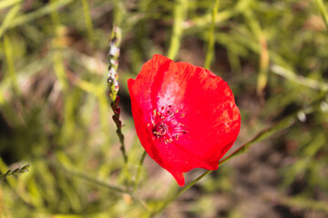 A beautiful single red Poppy - significant around the world for Remembrance and Peace