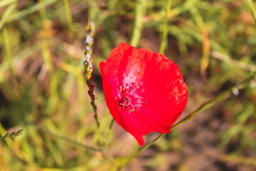 A beautiful single red Poppy - significant around the world for Remembrance and Peace