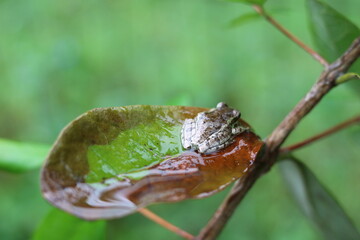 close up of a frog