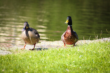 A stunning animal portrait of a Mallard Duck near the edge of a canal on a warm and sunny summer afternoon