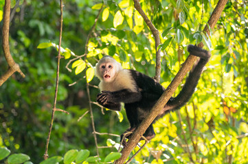 Funny photo of capuchin monkey hanging from a branch in a tree held with its tail coiled in...