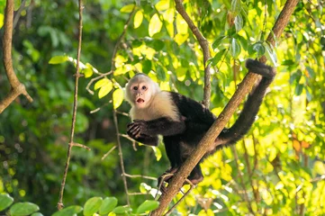 Foto auf Leinwand Funny photo of capuchin monkey hanging from a branch in a tree held with its tail coiled in amazement looking towards the camera while eating jungle fruits with a background of green trees © Jordan
