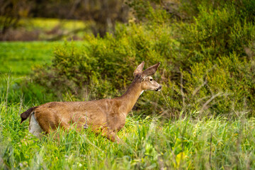 A young California Mule Deer (Odocoileus hemionus californicus) on a meadow. 