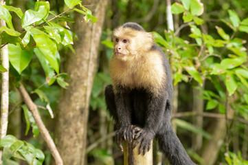 Naklejka premium Capuchin monkey sitting on a log looking to its right into negative space with a background of green trees in a Costa Rican national park in a close up horizontal photo