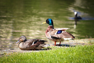 A stunning animal portrait of a Mallard Duck near the edge of a canal on a warm and sunny summer afternoon