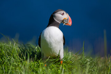 Puffin (fratercula) is the most beautiful bird in Iceland. Close up view. Wildlife photography in Iceland in natural enviroment during nice sunny day