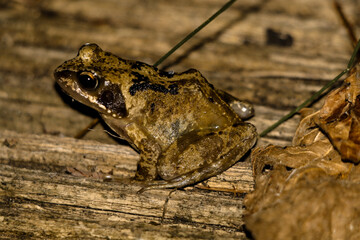 A beautiful animal portrait of a Frog