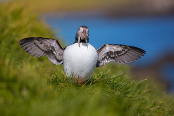 Puffin (fratercula) is the most beautiful bird in Iceland. Close up view. Wildlife photography in Iceland in natural enviroment during nice sunny day