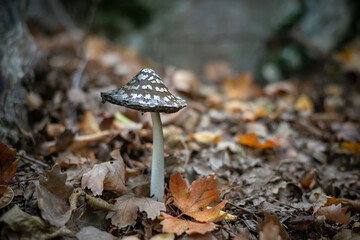 Single Coprinopsis picacea mushroom in the autumn forest with a bokeh background