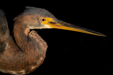 Tri-colored heron 