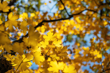 Naklejka na ściany i meble Abstract view of an autumn forest with selective focus on yellow maple leaves