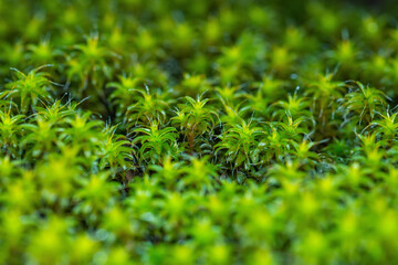 Close-up view of green rhodobryum roseum moss with selective focus