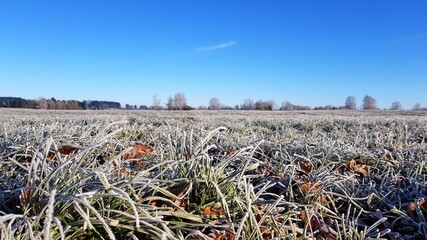 Field with frozen grass against the blue sky
