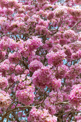 Tabebuia rosea flowers ,Beautiful pink flowers are in full bloom for the background.in the summer in Thailand