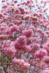 Tabebuia rosea flowers ,Beautiful pink flowers are in full bloom for the background.in the summer in Thailand