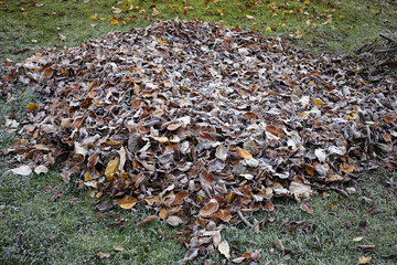 grabbing fallen autumn leaves