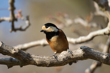 spotted woodpecker