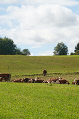 Cows in countryside in Baden-Wuerttemberg, Germany