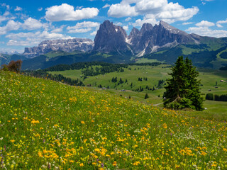 Seiser Alm Dolomites plateau, alpine meadow, South Tyrol, Italy. 