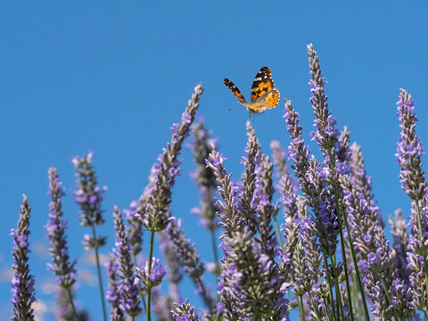 Painted lady butterfly (Cynthia cardui) flying to feed on lavender flowers in garden. 