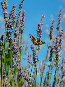 Painted lady butterfly (Cynthia cardui) flying to feed on lavender flowers in garden. 