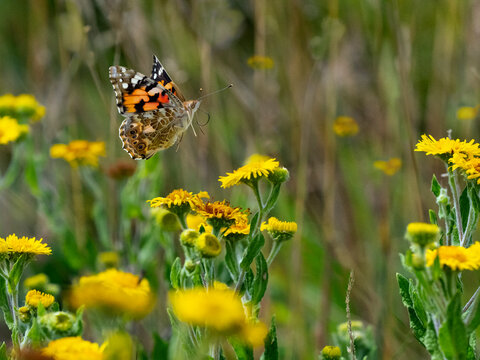 Painted lady butterfly (Cynthia cardui) feeding on Fleabane 