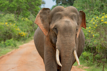 Fototapeta na wymiar A close look of an elephant in a forest