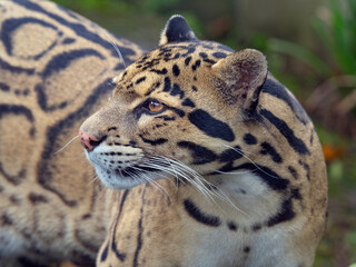 Clouded leopard (Neofelis nebulosa) portrait. Captive.