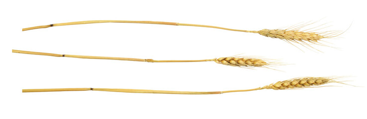 Set of dry rye spikelets isolated on white or transparent background